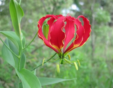 The Flame Lily - Zimbabwe's National Flower