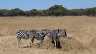 wild Zebra at Mukuvisi Woodland Nature Reserve