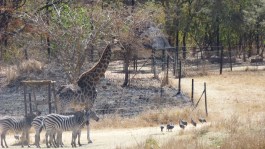 Zebras, Giraffe and guinea fowl gathering by the water to drink