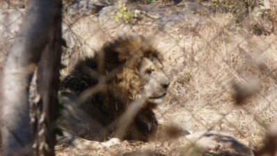 A male lion at Lion & Cheetah Park