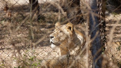 A lioness at the Lion & Cheetah Park