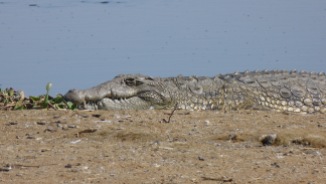 A male crocodile basking in the sun